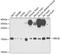 Ubiquitin-conjugating enzyme E2 B antibody, 22-124, ProSci, Western Blot image 