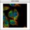 SH2B Adaptor Protein 1 antibody, GTX115780, GeneTex, Immunofluorescence image 