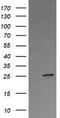 Vesicle Transport Through Interaction With T-SNAREs 1A antibody, LS-C797658, Lifespan Biosciences, Western Blot image 