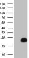 Calt antibody, TA804717S, Origene, Western Blot image 