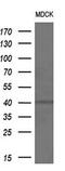 Alcohol Dehydrogenase 1B (Class I), Beta Polypeptide antibody, MA5-25547, Invitrogen Antibodies, Western Blot image 