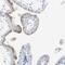 Interleukin 6 Signal Transducer antibody, HPA010558, Atlas Antibodies, Immunohistochemistry frozen image 