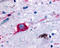 Neuropeptides B And W Receptor 2 antibody, TA317078, Origene, Immunohistochemistry paraffin image 