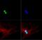 CDKN2A antibody, PA1-30670, Invitrogen Antibodies, Immunofluorescence image 