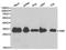 STA antibody, TA326940, Origene, Western Blot image 
