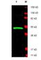 LIM Domain Binding 1 antibody, orb345388, Biorbyt, Western Blot image 