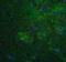 Mitofusin 2 antibody, 7863, ProSci Inc, Immunofluorescence image 