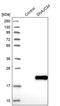 DnaJ Heat Shock Protein Family (Hsp40) Member C24 antibody, PA5-54126, Invitrogen Antibodies, Western Blot image 