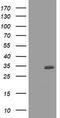 CUE Domain Containing 2 antibody, TA800815S, Origene, Western Blot image 