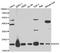 Dihydrofolate Reductase antibody, LS-B14863, Lifespan Biosciences, Western Blot image 