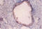 Protein Kinase, Membrane Associated Tyrosine/Threonine 1 antibody, A54305-100, Epigentek, Immunohistochemistry paraffin image 