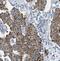 Isocitrate dehydrogenase [NADP], mitochondrial antibody, FNab04121, FineTest, Immunohistochemistry frozen image 