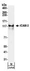 Intercellular Adhesion Molecule 3 antibody, A304-334A, Bethyl Labs, Western Blot image 