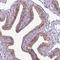 Interactor Of Little Elongation Complex ELL Subunit 1 antibody, HPA054452, Atlas Antibodies, Immunohistochemistry frozen image 