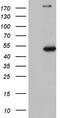 Nudix Hydrolase 12 antibody, TA805571S, Origene, Western Blot image 