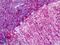 NMDAR2B antibody, LS-B9235, Lifespan Biosciences, Immunohistochemistry frozen image 
