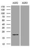 hAG-2 antibody, CF809783, Origene, Western Blot image 