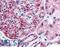 Fanconi anemia group F protein antibody, LS-B210, Lifespan Biosciences, Immunohistochemistry paraffin image 