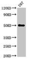 URI1 Prefoldin Like Chaperone antibody, CSB-PA529740LA01HU, Cusabio, Western Blot image 