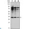 RAB25, Member RAS Oncogene Family antibody, LS-C814071, Lifespan Biosciences, Western Blot image 