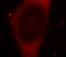 CCCTC-Binding Factor Like antibody, FNab00932, FineTest, Immunofluorescence image 