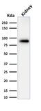 Calnexin antibody, AE00132, Aeonian Biotech, Western Blot image 