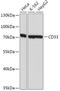 CD33 Molecule antibody, A01508-1, Boster Biological Technology, Western Blot image 