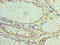 Lipase A, Lysosomal Acid Type antibody, A54716-100, Epigentek, Immunohistochemistry paraffin image 