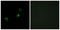 Cytochrome B561 Family Member D1 antibody, LS-C119400, Lifespan Biosciences, Immunofluorescence image 