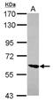 Zinc Finger Protein 76 antibody, NBP2-21048, Novus Biologicals, Western Blot image 