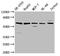 Histidine Rich Glycoprotein antibody, CSB-PA010736LA01HU, Cusabio, Western Blot image 