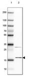 Small Nuclear Ribonucleoprotein U11/U12 Subunit 25 antibody, PA5-60658, Invitrogen Antibodies, Western Blot image 