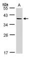 Aldo-Keto Reductase Family 7 Member A3 antibody, NBP1-31614, Novus Biologicals, Western Blot image 