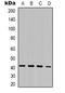 Mortality factor 4-like protein 1 antibody, orb318876, Biorbyt, Western Blot image 
