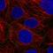 Gap Junction Protein Beta 3 antibody, HPA074472, Atlas Antibodies, Immunofluorescence image 