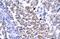 ERCC Excision Repair 8, CSA Ubiquitin Ligase Complex Subunit antibody, PA5-68524, Invitrogen Antibodies, Immunohistochemistry frozen image 