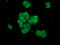 Tankyrase-1 antibody, LS-C673605, Lifespan Biosciences, Immunofluorescence image 