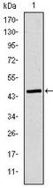 Apolipoprotein B antibody, AM06626SU-N, Origene, Western Blot image 