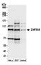 Zinc Finger Protein 598 antibody, A305-108A, Bethyl Labs, Western Blot image 