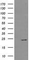 RAB37, Member RAS Oncogene Family antibody, TA505313, Origene, Western Blot image 