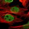 Heat shock factor protein 1 antibody, HPA008888, Atlas Antibodies, Immunofluorescence image 