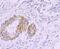 Myosin-11 antibody, NBP2-66967, Novus Biologicals, Immunohistochemistry paraffin image 