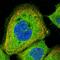 Centrosomal Protein 295 antibody, HPA038597, Atlas Antibodies, Immunofluorescence image 