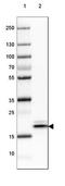 Heat Shock Protein Family B (Small) Member 6 antibody, NBP2-32027, Novus Biologicals, Western Blot image 