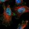 Dehydrogenase/Reductase 7B antibody, NBP1-85648, Novus Biologicals, Immunofluorescence image 