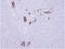 Armadillo Repeat Containing 1 antibody, NBP2-15467, Novus Biologicals, Immunohistochemistry paraffin image 