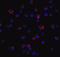 Angiotensin II Receptor Type 2 antibody, NBP1-77368, Novus Biologicals, Immunofluorescence image 