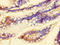 Chromosome 9 Open Reading Frame 57 antibody, orb31493, Biorbyt, Immunohistochemistry paraffin image 