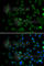 Mitogen-Activated Protein Kinase Kinase 1 antibody, A0252, ABclonal Technology, Immunofluorescence image 