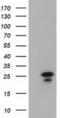 Lin-7 Homolog B, Crumbs Cell Polarity Complex Component antibody, MA5-25197, Invitrogen Antibodies, Western Blot image 